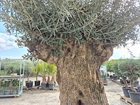 Olijfboom bonsai xl - olea europaea - 200 jaar oud - hoogte ca. 250 cm - afbeelding 5 van  6
