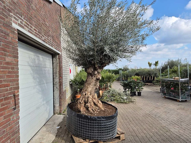 Olijfboom bonsai xl - olea europaea - 200 jaar oud - hoogte ca. 250 cm - afbeelding 6 van  6