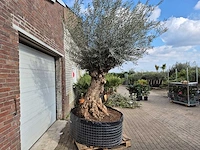 Olijfboom bonsai xl - olea europaea - 200 jaar oud - hoogte ca. 250 cm - afbeelding 6 van  6
