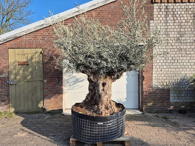 Olijfboom bonsai xl - olea europaea - 200 jaar oud - hoogte ca. 250 cm - afbeelding 1 van  5