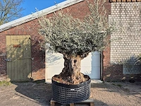 Olijfboom bonsai xl - olea europaea - 200 jaar oud - hoogte ca. 250 cm