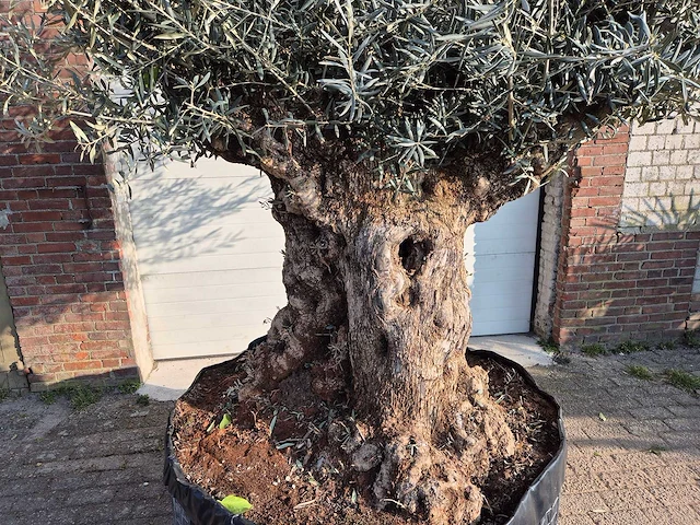 Olijfboom bonsai xl - olea europaea - 200 jaar oud - hoogte ca. 250 cm - afbeelding 2 van  5