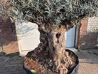 Olijfboom bonsai xl - olea europaea - 200 jaar oud - hoogte ca. 250 cm - afbeelding 2 van  5