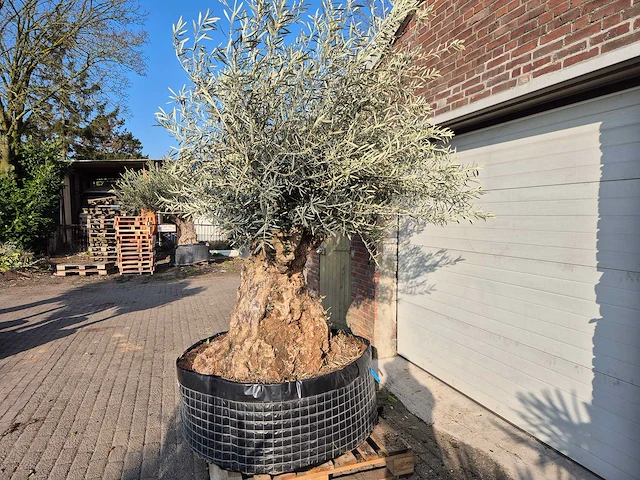 Olijfboom bonsai xl - olea europaea - 200 jaar oud - hoogte ca. 250 cm - afbeelding 3 van  5