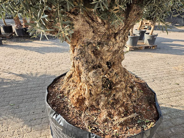 Olijfboom bonsai xl - olea europaea - 200 jaar oud - hoogte ca. 250 cm - afbeelding 4 van  5
