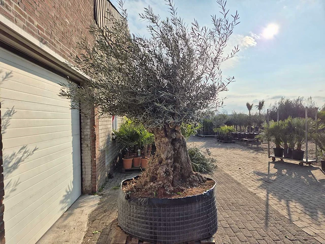 Olijfboom bonsai xl - olea europaea - 200 jaar oud - hoogte ca. 250 cm - afbeelding 5 van  5