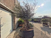 Olijfboom bonsai xl - olea europaea - 200 jaar oud - hoogte ca. 250 cm - afbeelding 5 van  5