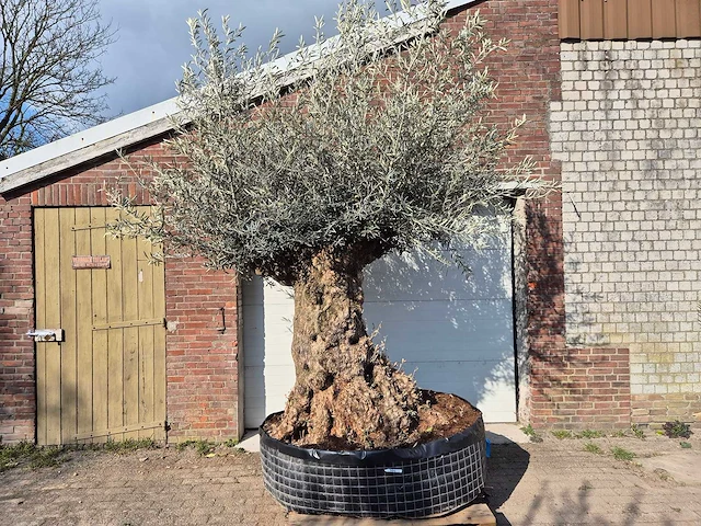 Olijfboom bonsai xl - olea europaea - 200 jaar oud - hoogte ca. 250 cm - afbeelding 1 van  7