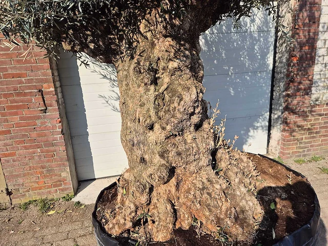 Olijfboom bonsai xl - olea europaea - 200 jaar oud - hoogte ca. 250 cm - afbeelding 2 van  7