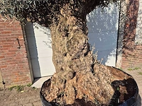 Olijfboom bonsai xl - olea europaea - 200 jaar oud - hoogte ca. 250 cm - afbeelding 2 van  7