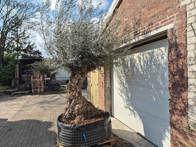Olijfboom bonsai xl - olea europaea - 200 jaar oud - hoogte ca. 250 cm - afbeelding 4 van  7