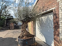 Olijfboom bonsai xl - olea europaea - 200 jaar oud - hoogte ca. 250 cm - afbeelding 4 van  7