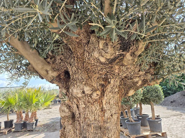 Olijfboom bonsai xl - olea europaea - 200 jaar oud - hoogte ca. 250 cm - afbeelding 6 van  7