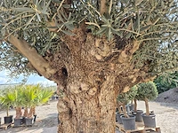 Olijfboom bonsai xl - olea europaea - 200 jaar oud - hoogte ca. 250 cm - afbeelding 6 van  7