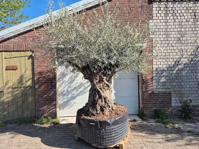 Olijfboom bonsai xl - olea europaea - 200 jaar oud - hoogte ca. 250 cm - afbeelding 1 van  9