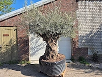 Olijfboom bonsai xl - olea europaea - 200 jaar oud - hoogte ca. 250 cm