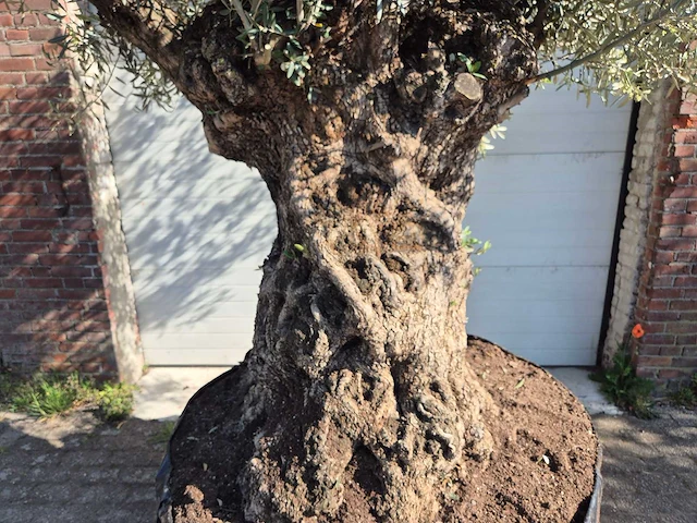 Olijfboom bonsai xl - olea europaea - 200 jaar oud - hoogte ca. 250 cm - afbeelding 2 van  9
