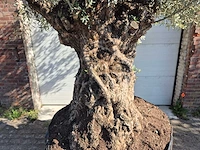 Olijfboom bonsai xl - olea europaea - 200 jaar oud - hoogte ca. 250 cm - afbeelding 2 van  9