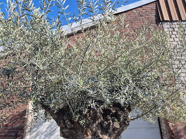 Olijfboom bonsai xl - olea europaea - 200 jaar oud - hoogte ca. 250 cm - afbeelding 3 van  9