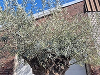 Olijfboom bonsai xl - olea europaea - 200 jaar oud - hoogte ca. 250 cm - afbeelding 3 van  9