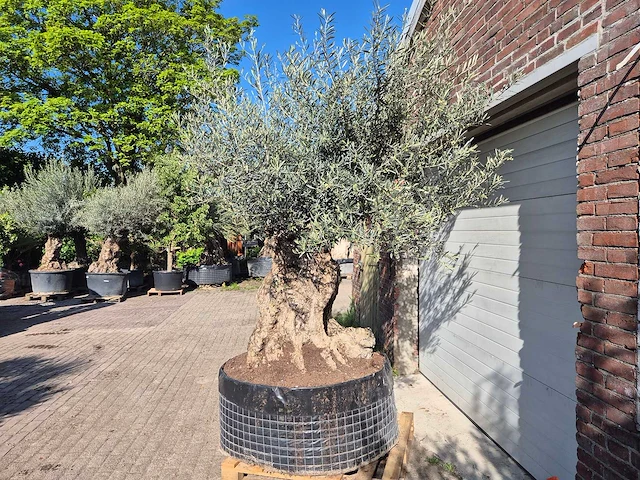 Olijfboom bonsai xl - olea europaea - 200 jaar oud - hoogte ca. 250 cm - afbeelding 4 van  9