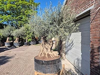 Olijfboom bonsai xl - olea europaea - 200 jaar oud - hoogte ca. 250 cm - afbeelding 4 van  9