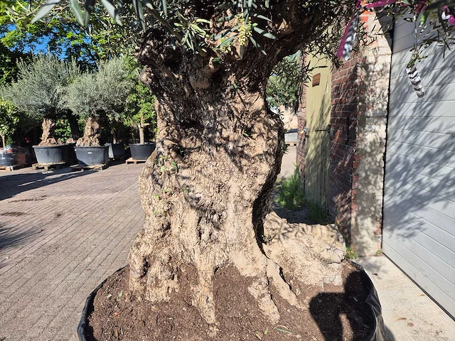 Olijfboom bonsai xl - olea europaea - 200 jaar oud - hoogte ca. 250 cm - afbeelding 5 van  9