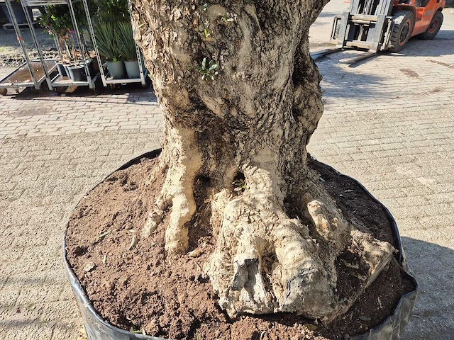 Olijfboom bonsai xl - olea europaea - 200 jaar oud - hoogte ca. 250 cm - afbeelding 6 van  9