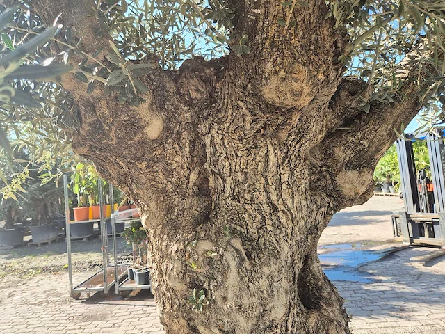Olijfboom bonsai xl - olea europaea - 200 jaar oud - hoogte ca. 250 cm - afbeelding 7 van  9
