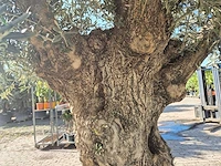 Olijfboom bonsai xl - olea europaea - 200 jaar oud - hoogte ca. 250 cm - afbeelding 7 van  9