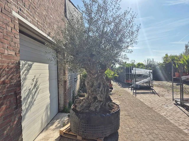 Olijfboom bonsai xl - olea europaea - 200 jaar oud - hoogte ca. 250 cm - afbeelding 8 van  9