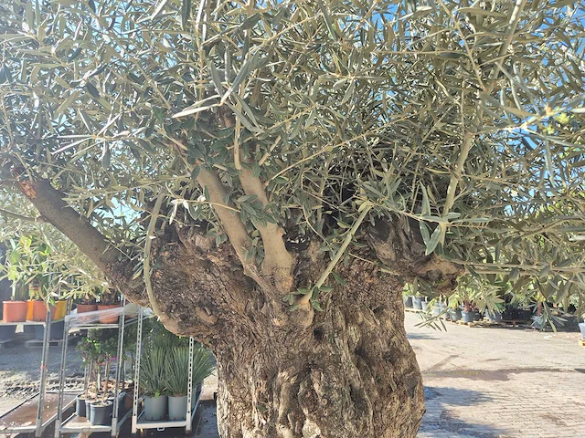 Olijfboom bonsai xl - olea europaea - 200 jaar oud - hoogte ca. 250 cm - afbeelding 9 van  9