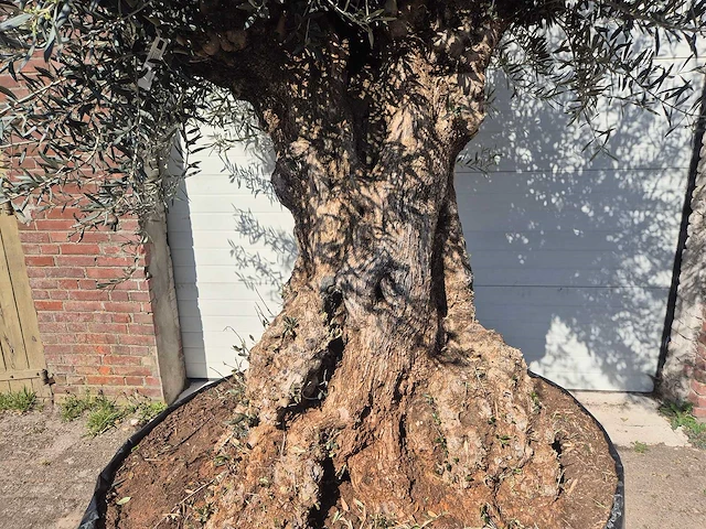 Olijfboom bonsai xl - olea europaea - 200 jaar oud - hoogte ca. 270 cm - afbeelding 2 van  9