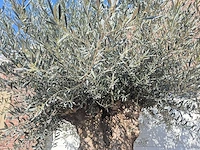 Olijfboom bonsai xl - olea europaea - 200 jaar oud - hoogte ca. 270 cm - afbeelding 3 van  9