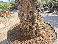 Olijfboom bonsai xl - olea europaea - 200 jaar oud - hoogte ca. 270 cm - afbeelding 7 van  9