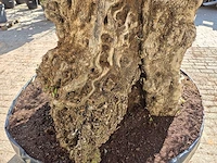 Olijfboom bonsai xl - olea europaea - 200 jaar oud - hoogte ca. 270 cm - afbeelding 5 van  8
