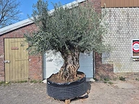 Olijfboom bonsai xl - olea europaea - 200 jaar oud - hoogte ca. 270 cm
