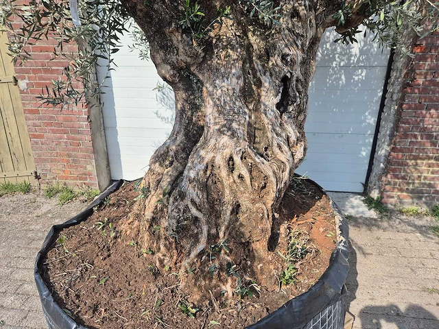 Olijfboom bonsai xl - olea europaea - 200 jaar oud - hoogte ca. 270 cm - afbeelding 2 van  9
