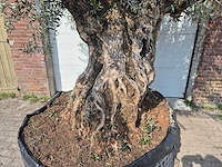 Olijfboom bonsai xl - olea europaea - 200 jaar oud - hoogte ca. 270 cm - afbeelding 2 van  9