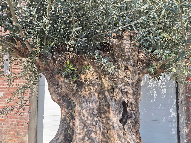 Olijfboom bonsai xl - olea europaea - 200 jaar oud - hoogte ca. 270 cm - afbeelding 3 van  9