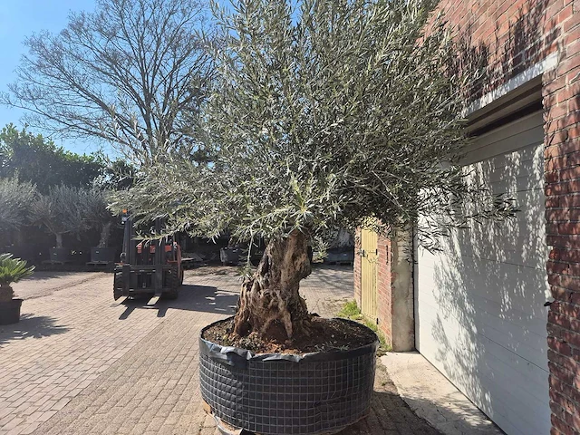 Olijfboom bonsai xl - olea europaea - 200 jaar oud - hoogte ca. 270 cm - afbeelding 4 van  9