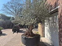 Olijfboom bonsai xl - olea europaea - 200 jaar oud - hoogte ca. 270 cm - afbeelding 4 van  9