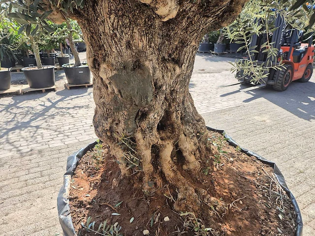 Olijfboom bonsai xl - olea europaea - 200 jaar oud - hoogte ca. 270 cm - afbeelding 5 van  9