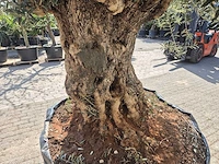 Olijfboom bonsai xl - olea europaea - 200 jaar oud - hoogte ca. 270 cm - afbeelding 5 van  9