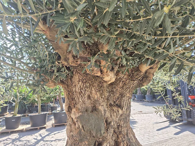 Olijfboom bonsai xl - olea europaea - 200 jaar oud - hoogte ca. 270 cm - afbeelding 6 van  9