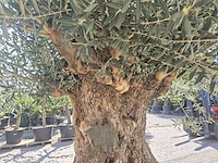 Olijfboom bonsai xl - olea europaea - 200 jaar oud - hoogte ca. 270 cm - afbeelding 6 van  9