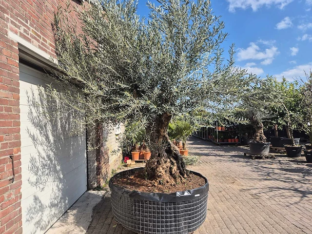 Olijfboom bonsai xl - olea europaea - 200 jaar oud - hoogte ca. 270 cm - afbeelding 7 van  9