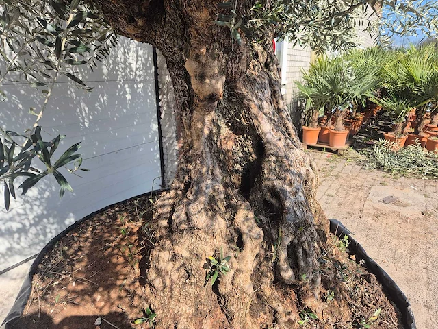 Olijfboom bonsai xl - olea europaea - 200 jaar oud - hoogte ca. 270 cm - afbeelding 8 van  9
