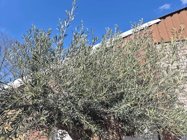 Olijfboom bonsai xl - olea europaea - 200 jaar oud - hoogte ca. 270 cm - afbeelding 9 van  9