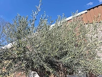 Olijfboom bonsai xl - olea europaea - 200 jaar oud - hoogte ca. 270 cm - afbeelding 9 van  9